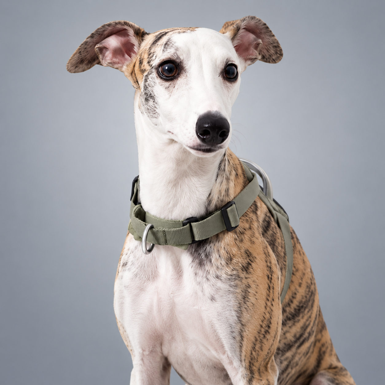 EaseForm™ Harness & Bungee Leash Set