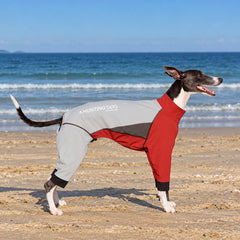 Italian Greyhound on a beach wearing the ivory and red fleece-lined snowsuit with contrasting dark cuffs.