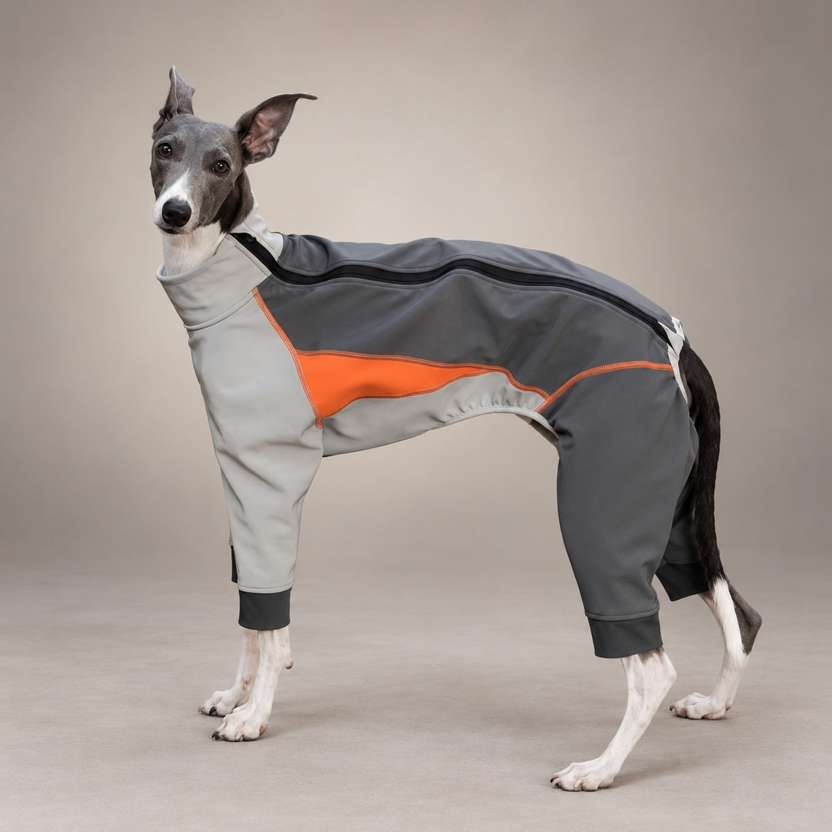 Side view of an Italian Greyhound in a slate blue, ivory and orange four-leg snowsuit, showing the back zip and colour-block panels.