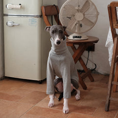Italian Greyhound wearing a heather gray ribbed turtleneck, showing the high neck and long front sleeves.