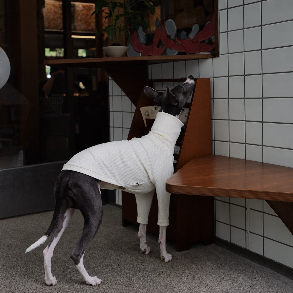 Back view of an Italian Greyhound wearing an ivory turtleneck inside a cafe.
