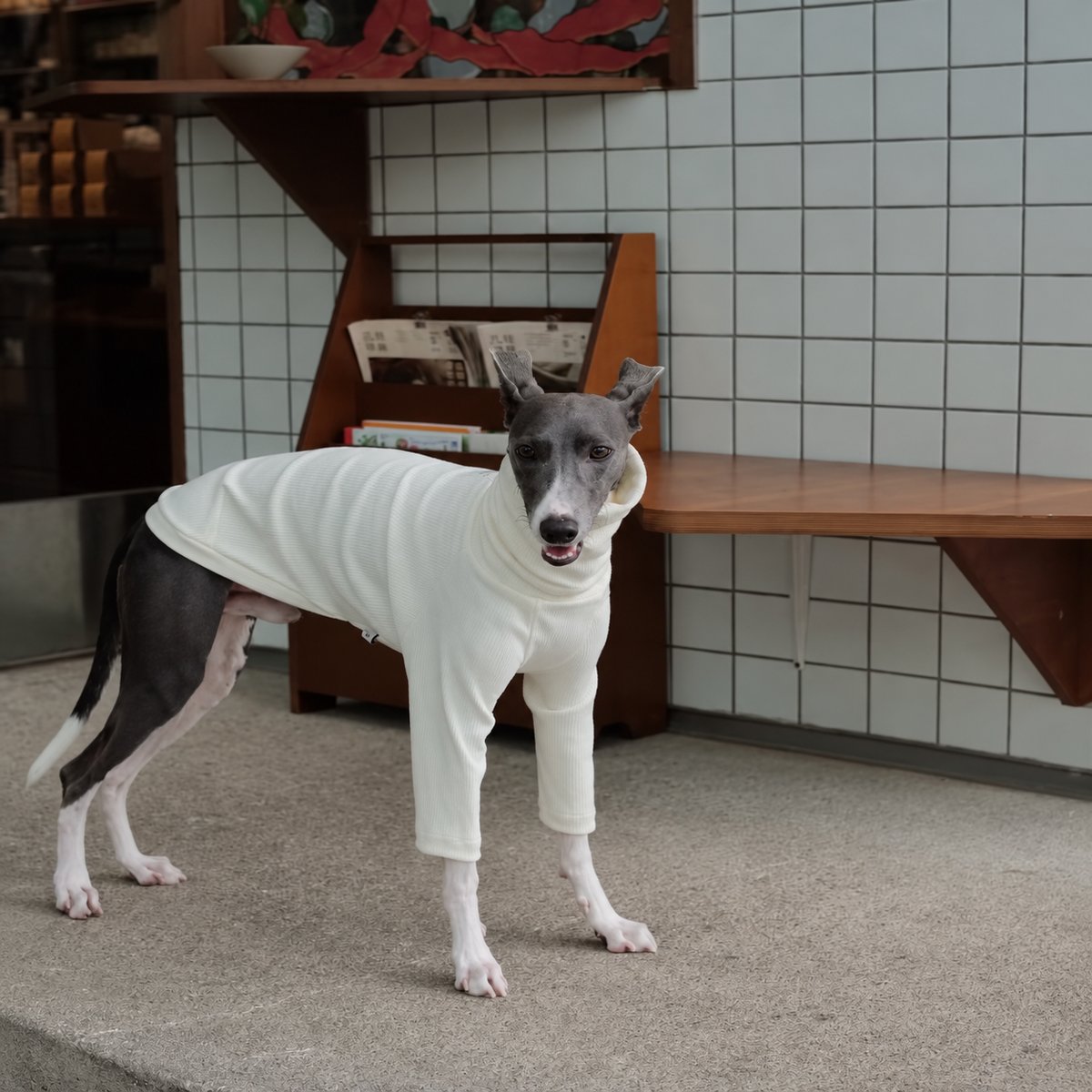 Front view of an Italian Greyhound in an ivory turtleneck, showing the chest fit and long sleeves.