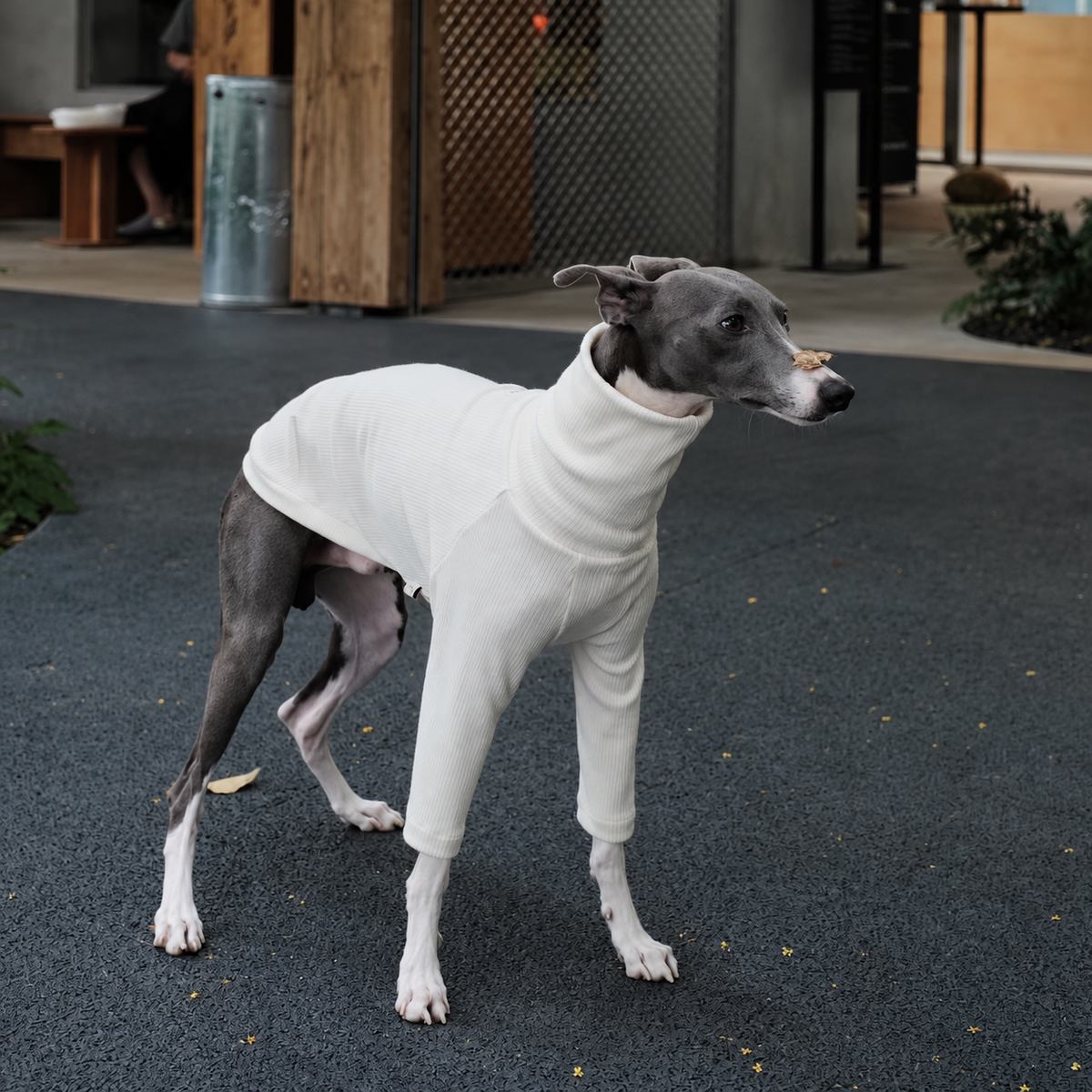 Italian Greyhound standing outside a cafe in an ivory ribbed high-neck shirt.
