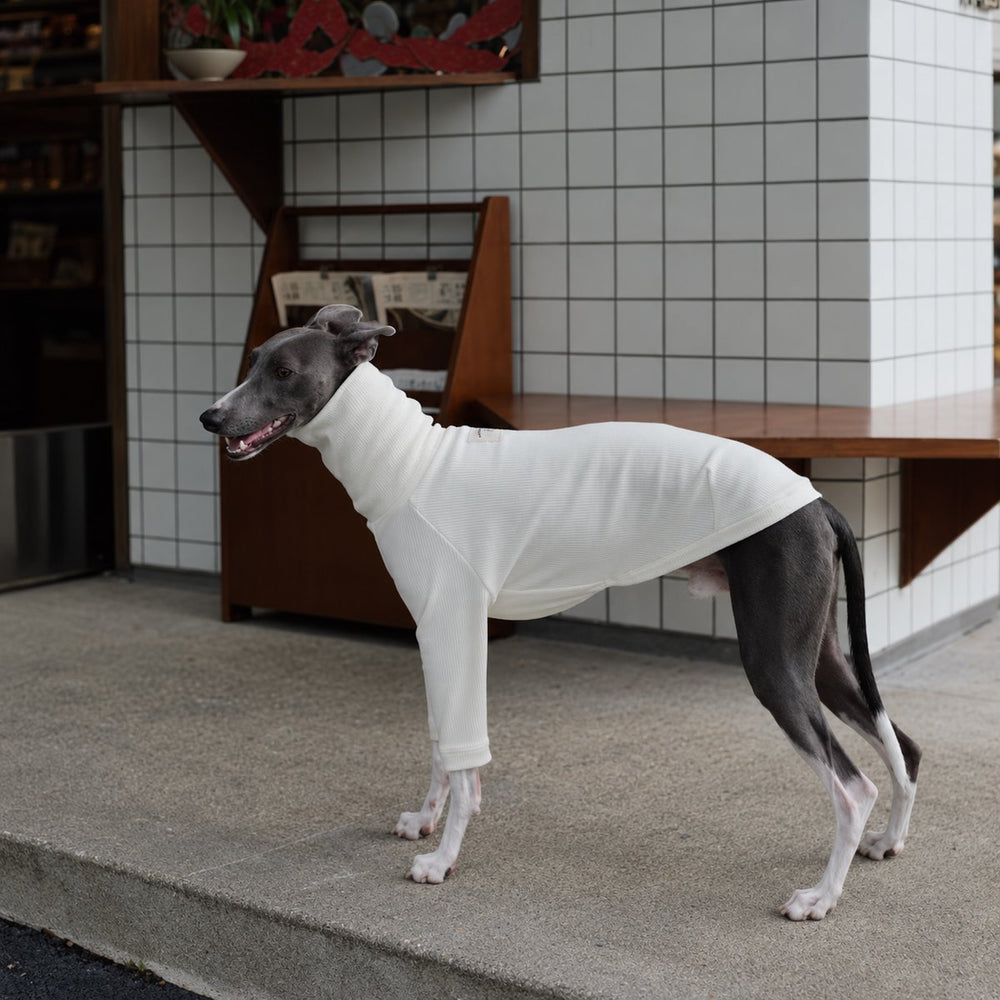 Side profile of an Italian Greyhound in an ivory ribbed turtleneck, showing the high neckline and body length.