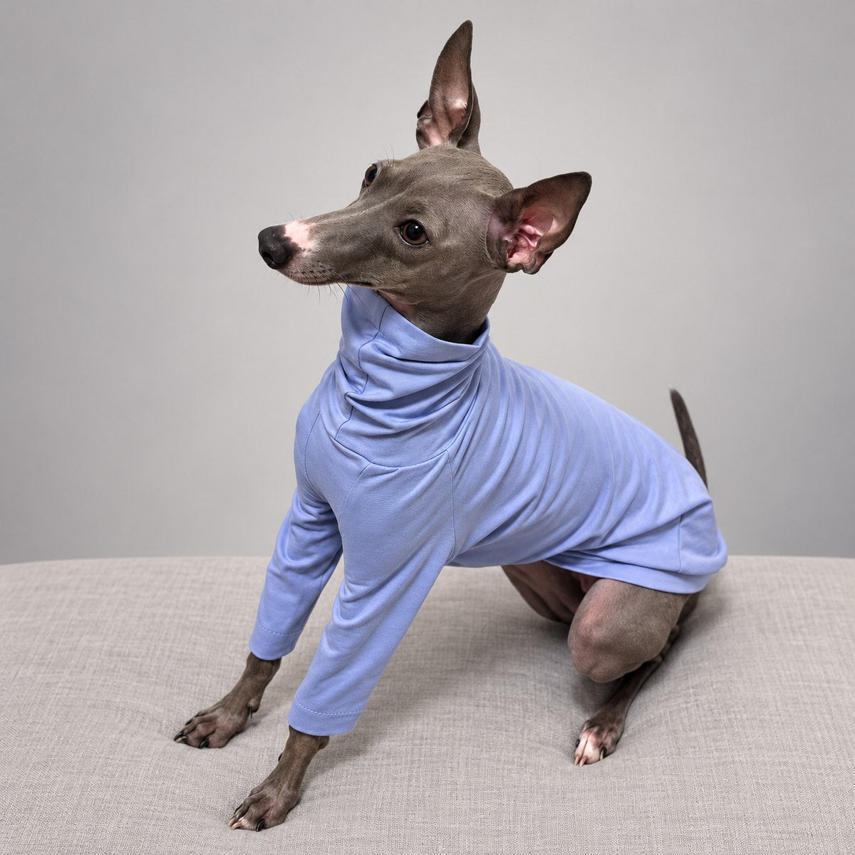 Side view of an Italian Greyhound on a sofa wearing the lavender cotton shirt.