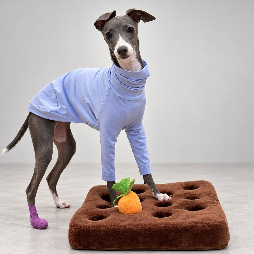 Italian Greyhound in the lavender long-sleeve shirt standing beside a carrot-shaped play mat.