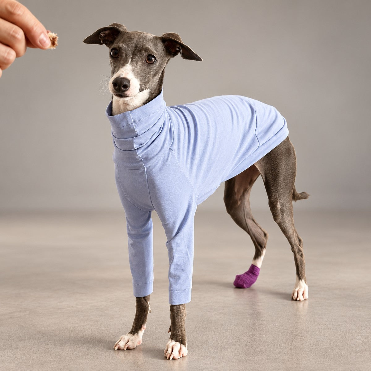 Italian Greyhound wearing the lavender cotton turtleneck during indoor treat training.