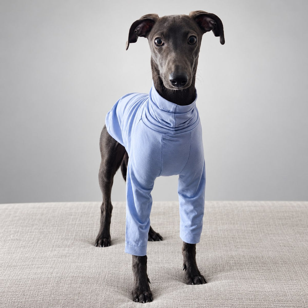 Dark-coated sighthound standing in the lavender long-sleeve turtleneck shirt.