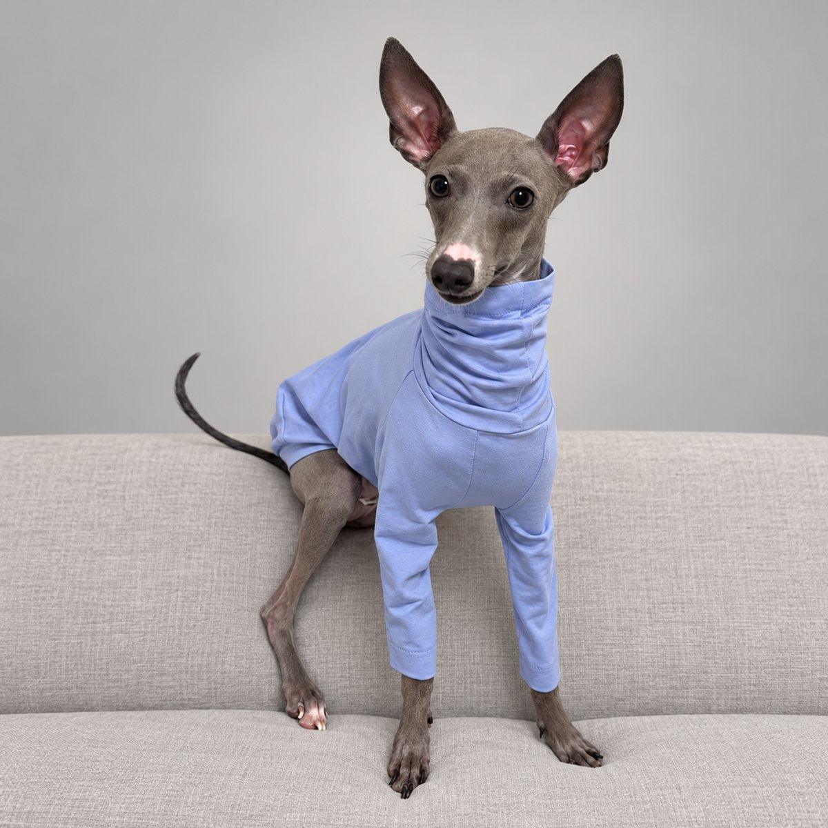 Front view of an Italian Greyhound wearing the lavender sighthound T-shirt, with a high neck and long front sleeves.