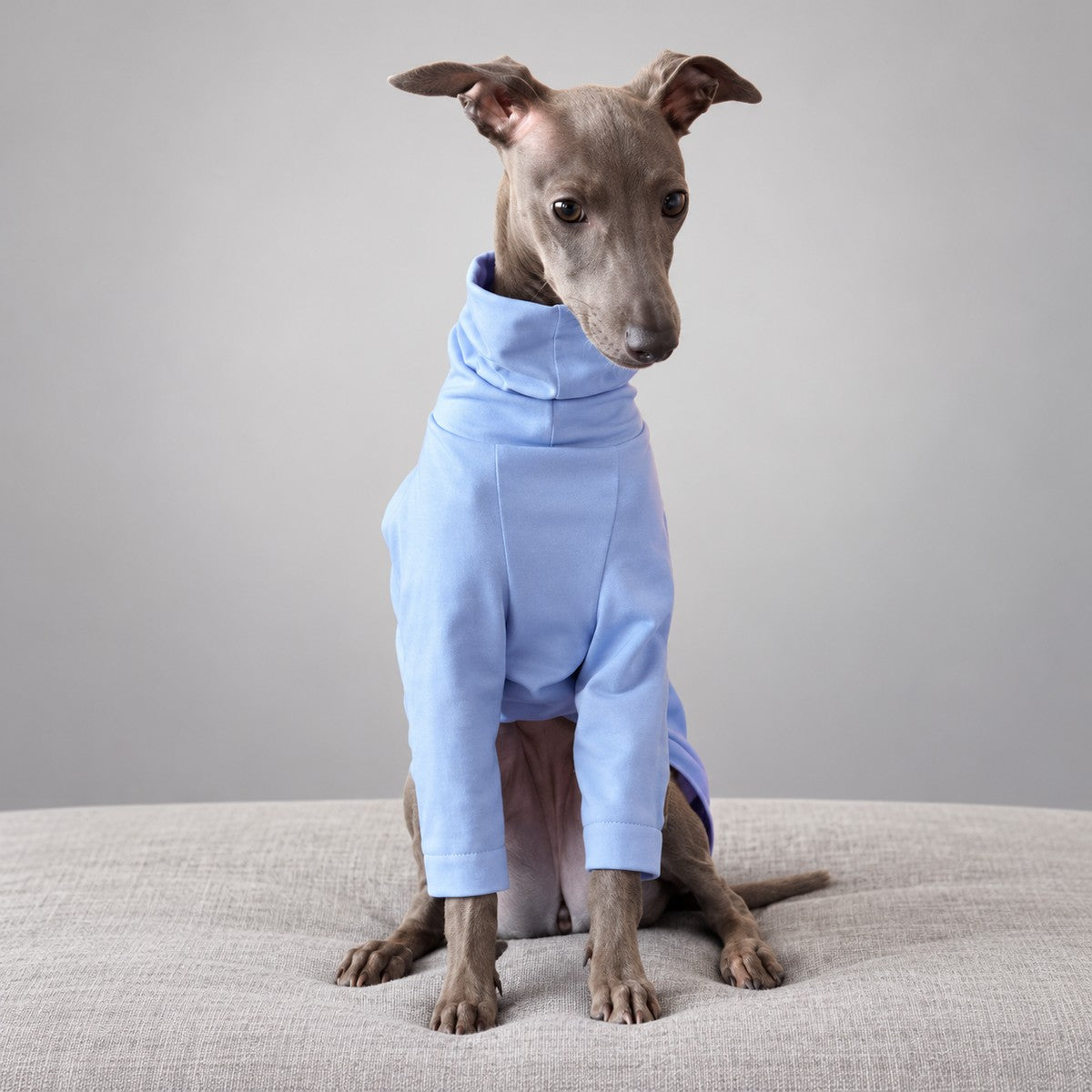 Seated Italian Greyhound looking down, showing the lavender shirt's front panel and long sleeves.
