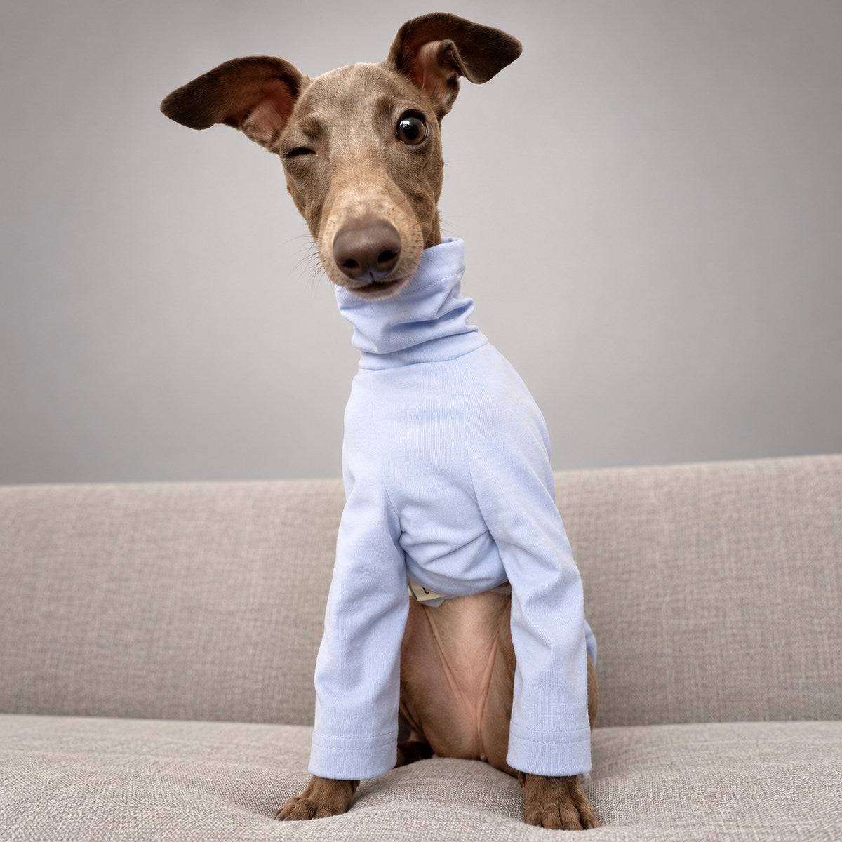 Portrait of an Italian Greyhound wearing the lavender turtleneck shirt, showing the neck and sleeve fit.