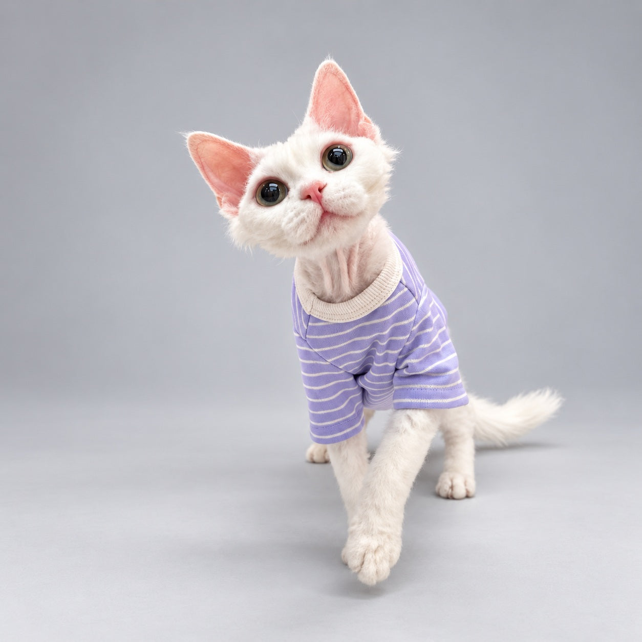 Cat seated in the Lavender Stripe crewneck shirt with its head raised.