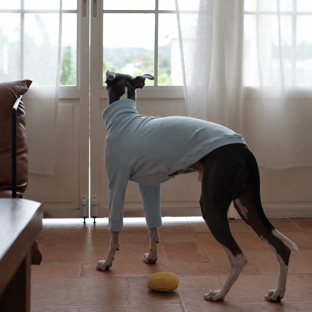 Rear side view of an Italian Greyhound wearing the baby blue turtleneck, showing its fitted body shape.