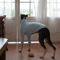 Rear side view of an Italian Greyhound wearing the baby blue turtleneck, showing its fitted body shape.