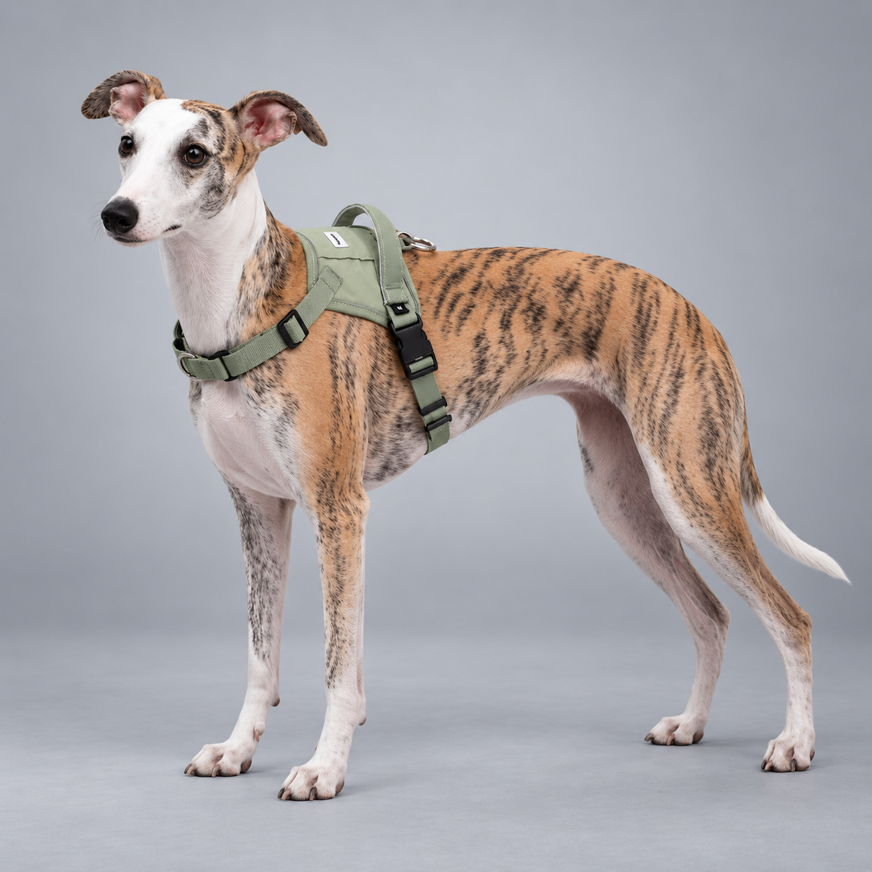 EaseForm™ Harness & Bungee Leash Set