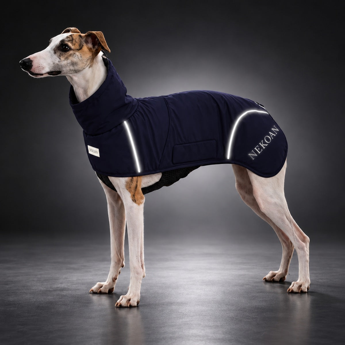 Slender dog standing in the Navy Blue outdoor shell jacket.