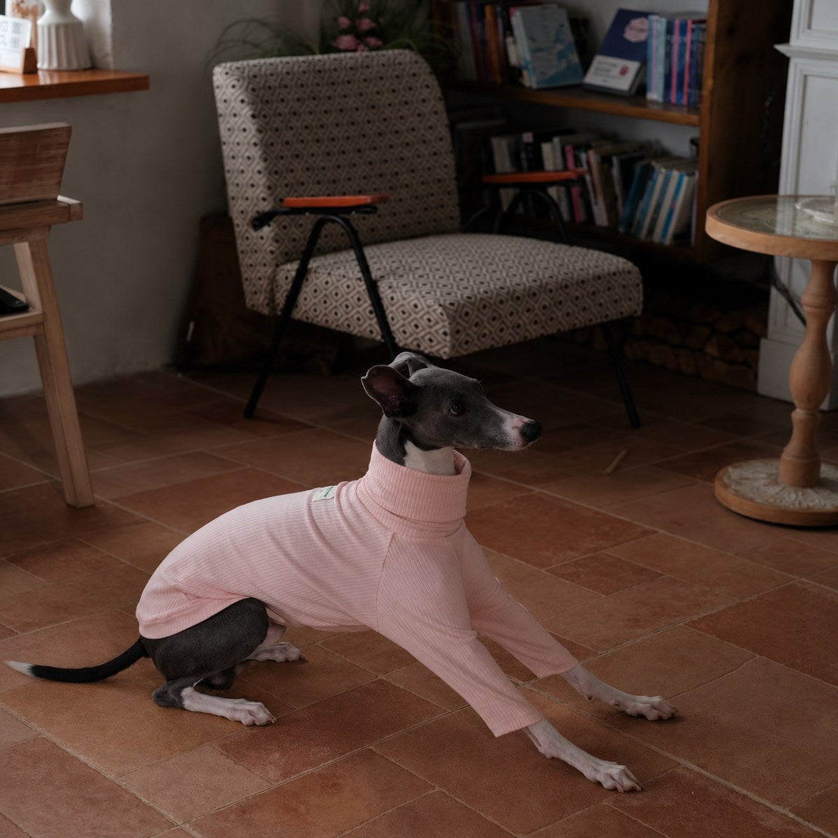 Italian Greyhound lying on a wooden floor in a light pink high-neck shirt.