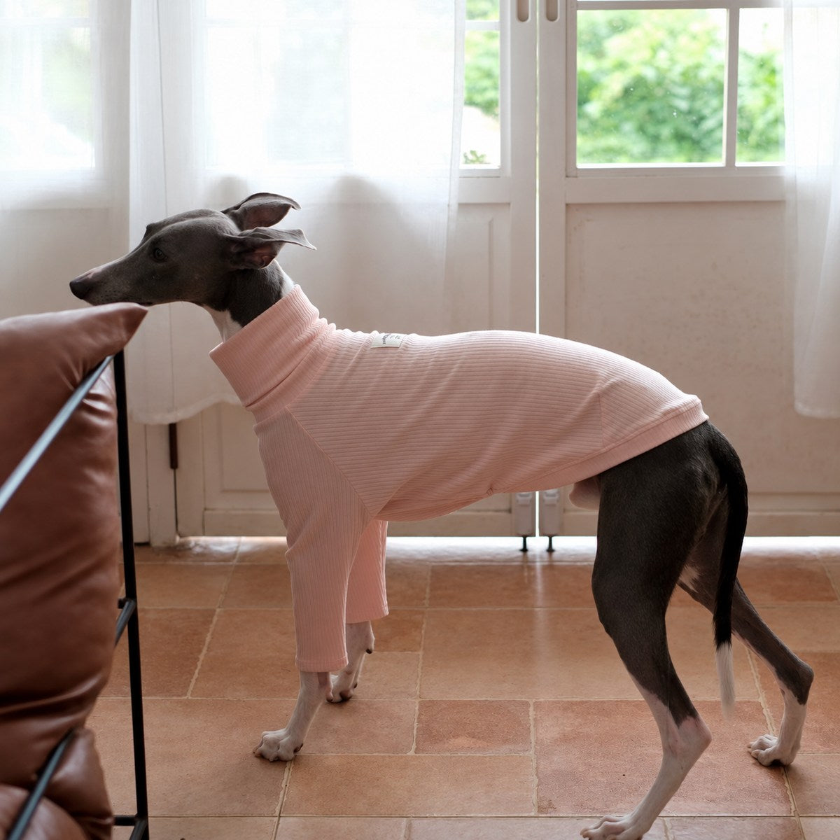 Side view of an Italian Greyhound in a light pink ribbed turtleneck beside a window.