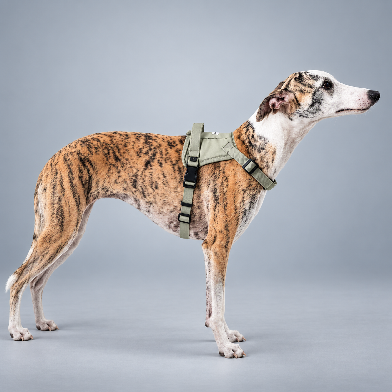EaseForm™ Harness & Bungee Leash Set