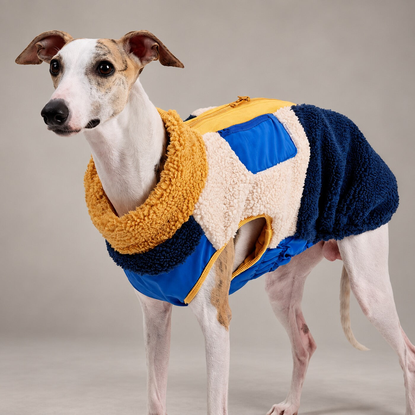 Dog wearing the Yellow & Blue retro colorblock sherpa jacket, standing in side view.