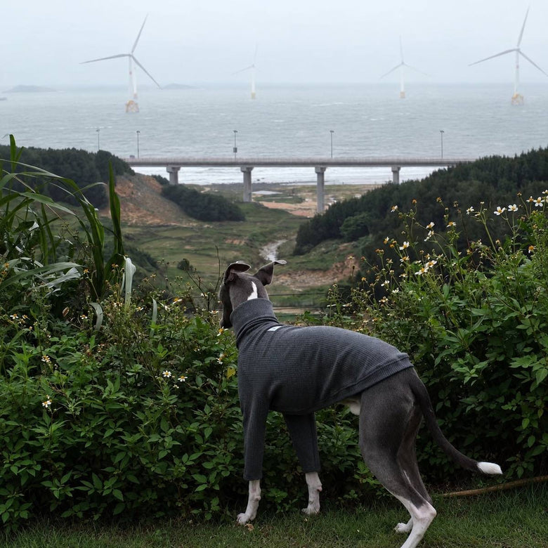 Grey sighthound wearing a grey sweater, looking towards the coast and offshore wind turbines.