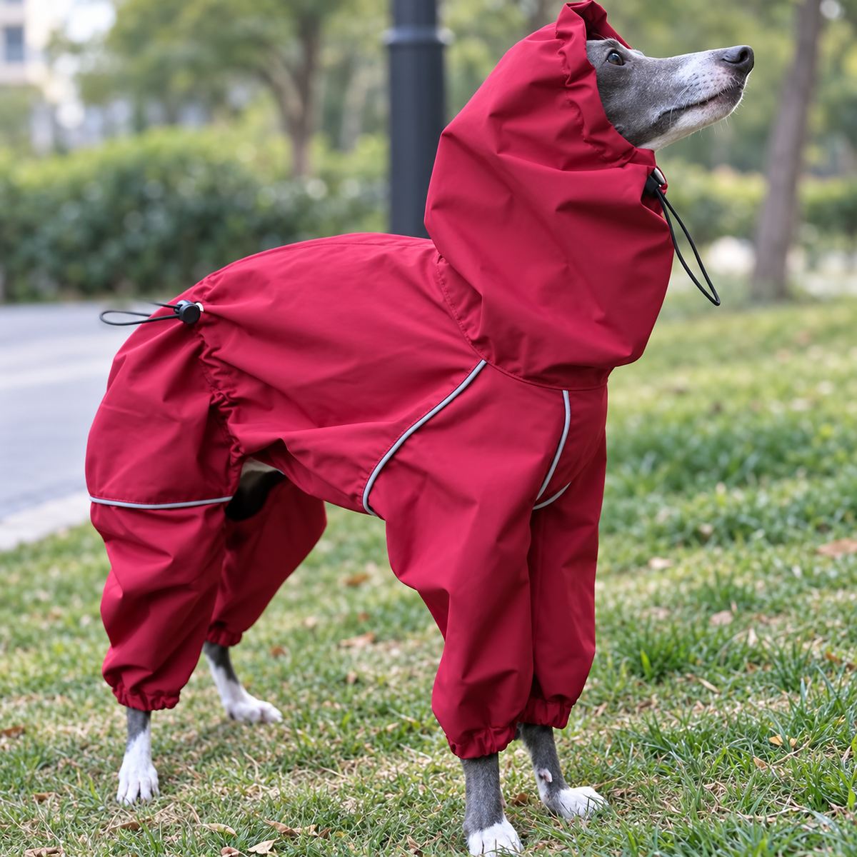Italian Greyhound outdoors wearing the burgundy hooded sighthound rain suit with gathered cuffs.