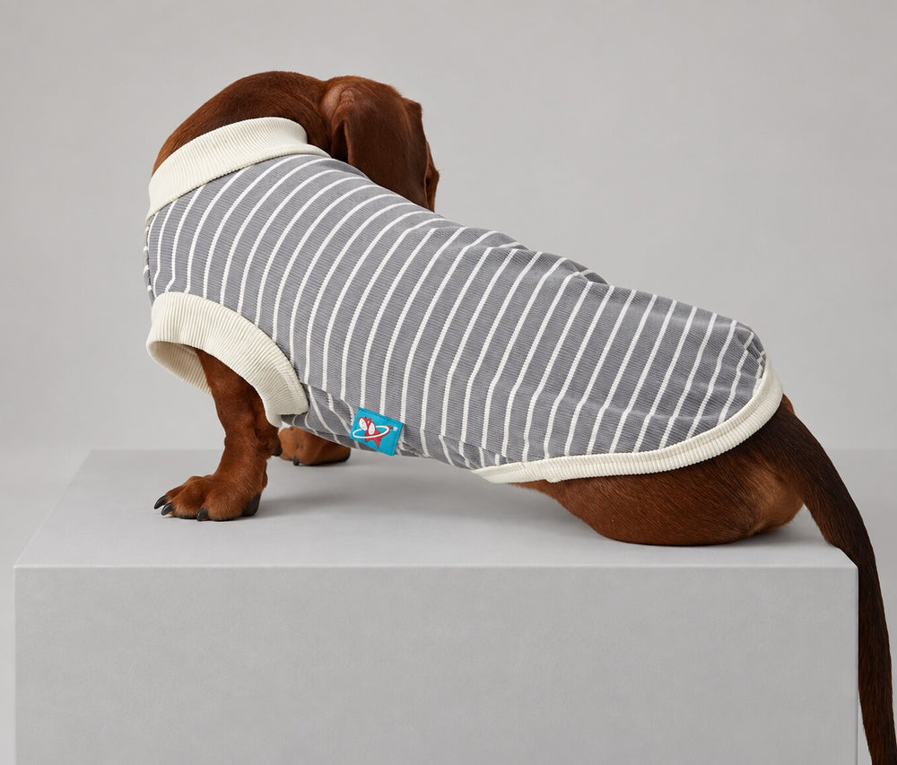 Dog wearing the Gray striped shirt, standing in rear view.