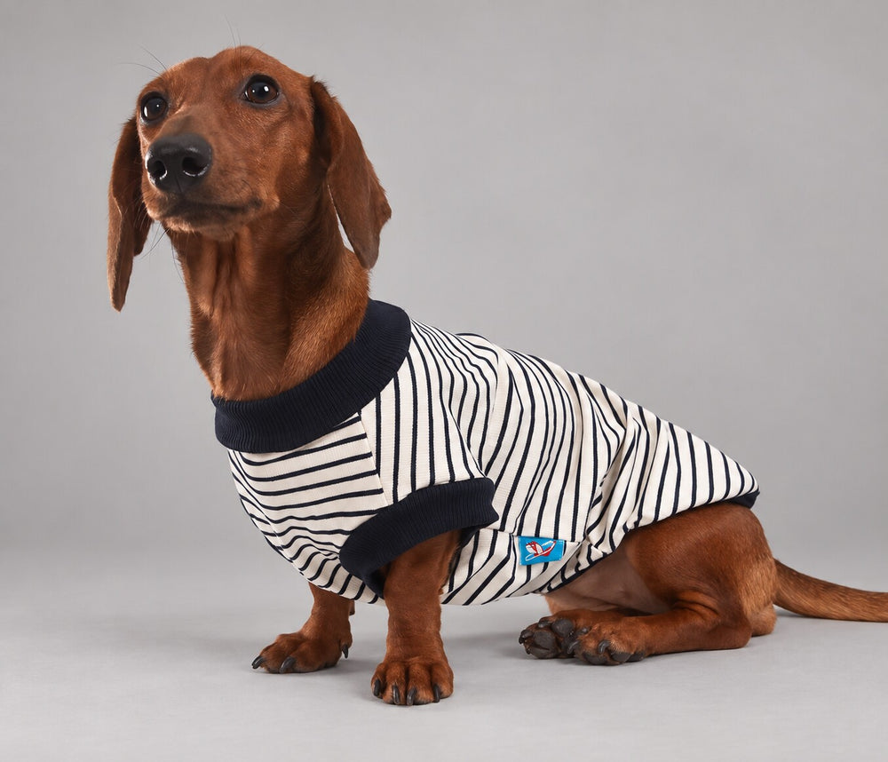 Dog wearing the Navy striped shirt, seated in side view.