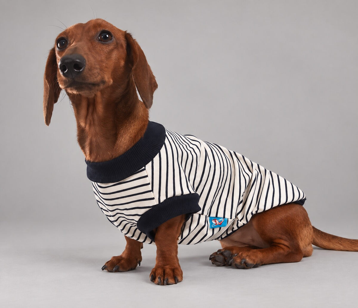 Dog wearing the Navy striped shirt, seated in side view.