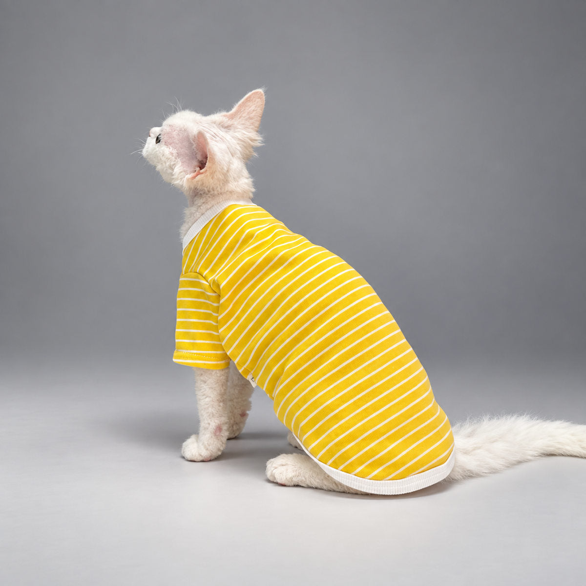 Cat wearing the Yellow & Ivory Stripe Sunstripe T-shirt, seated in rear view.