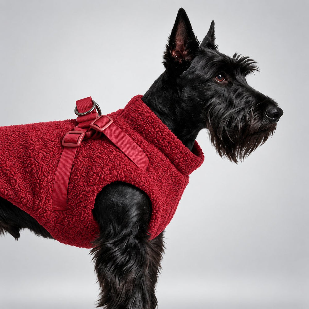 Black dog standing in the Burgundy teddy fleece harness vest.