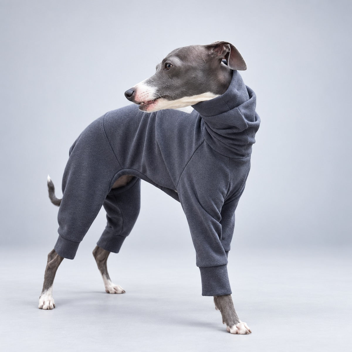 Italian Greyhound looking back in the charcoal grey four-leg onesie, showing the side fit and body coverage.