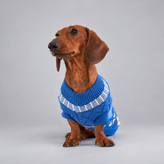 Dog seated in the Royal Blue Fair Isle sweater with its head raised.