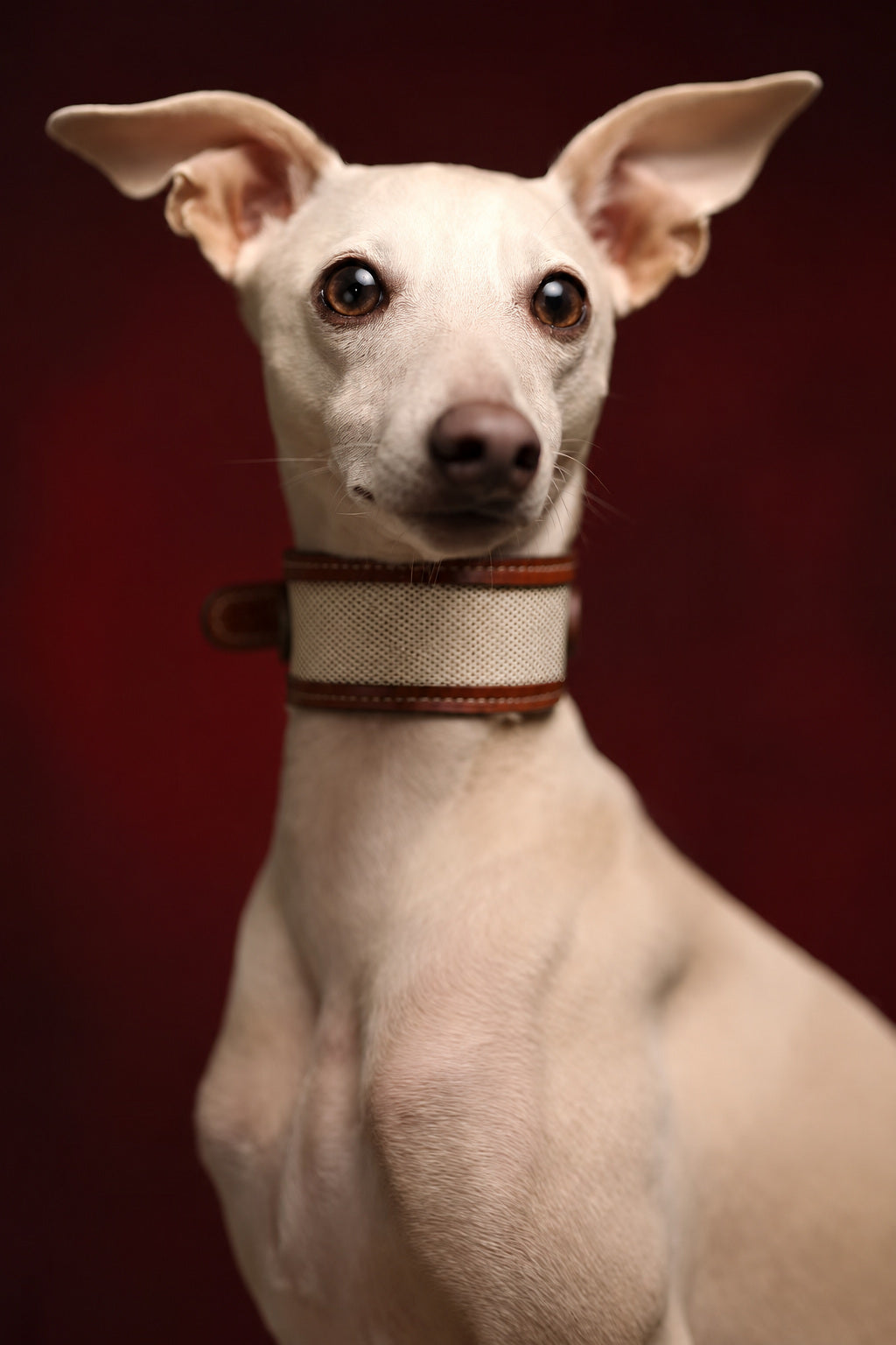 Cream-colored dog wearing a wide woven and brown leather collar against a burgundy background.