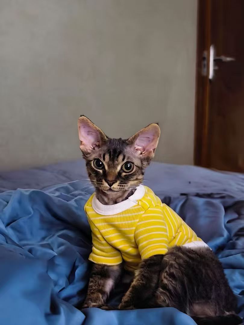 Cat wearing a yellow striped shirt, seated on a blue bed.
