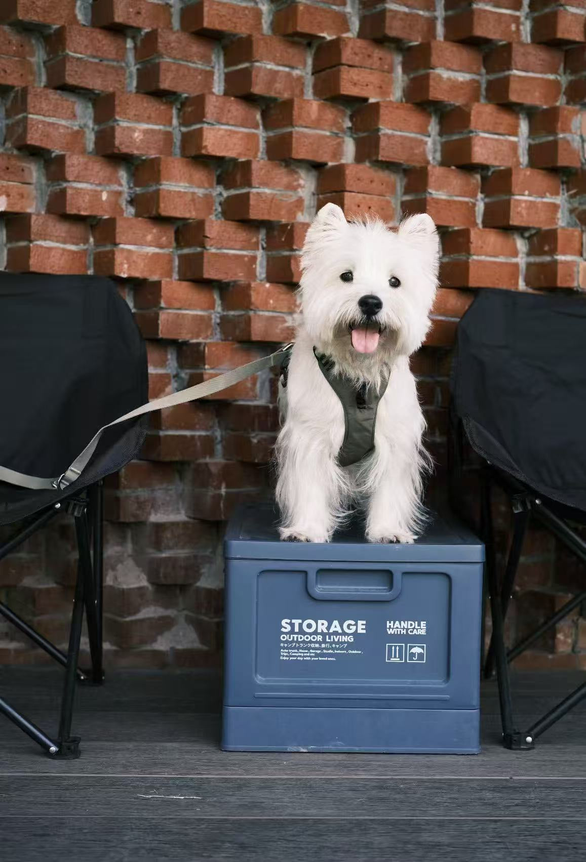 White terrier wearing a green harness and leash in front of a brick wall.