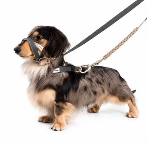Humane Dog Muzzle for Medium & Large Dogs