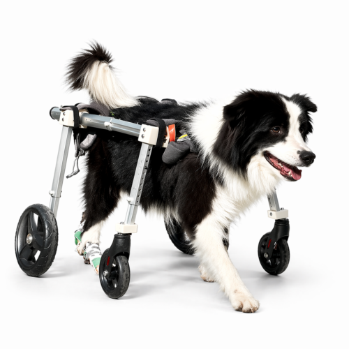Dog Wheelchair – Four Wheel Mobility Cart for Disabled & Senior Dogs