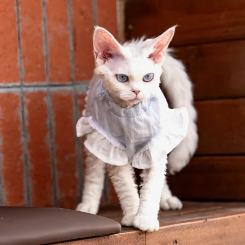 Breathable Sphynx Cat Shirt – Soft Cotton Lightweight Clothes for Hairless Cats