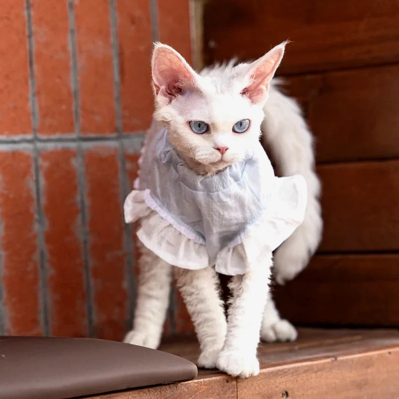 Breathable Sphynx Cat Shirt – Soft Cotton Lightweight Clothes for Hairless Cats