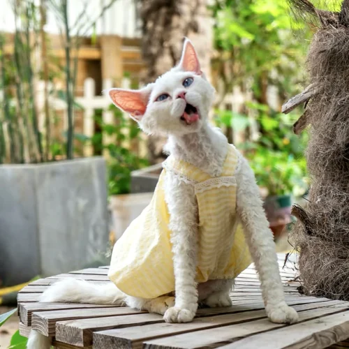 Lightweight Sphynx Cat Dress – Soft Clothes for Hairless Cats