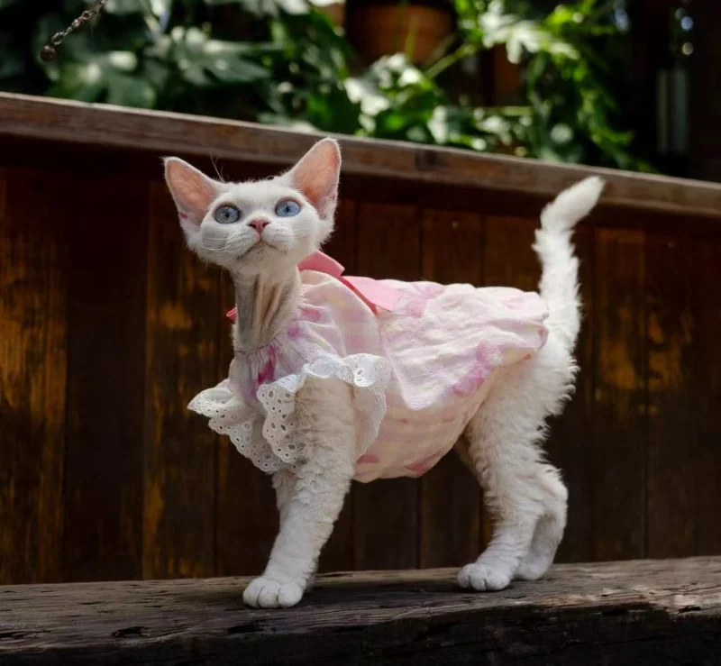 Pink Stripe Sphynx Cat Dress – Soft Clothes for Hairless Cats