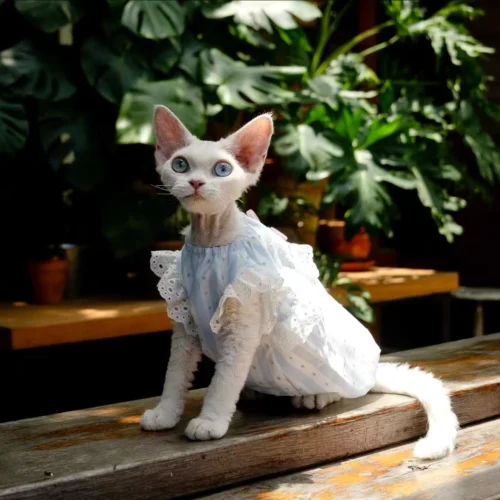 White Lace Sphynx Cat Dress – Soft Clothes for Hairless Cats