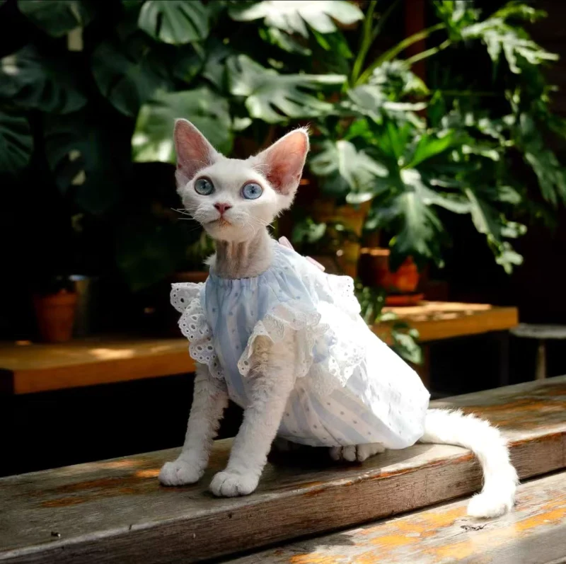 White Lace Sphynx Cat Dress – Soft Clothes for Hairless Cats