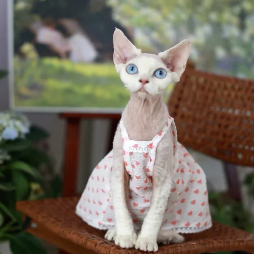 Heart Print Sphynx Cat Dress – Soft Clothes for Hairless Cats