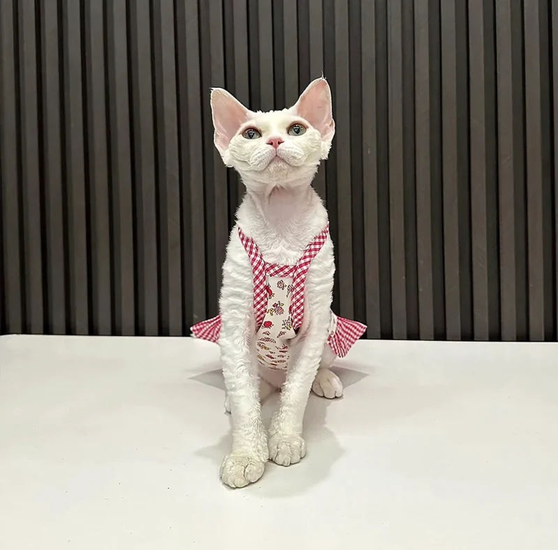 Patchwork Sphynx Cat Dress – Soft Clothes for Hairless Cats