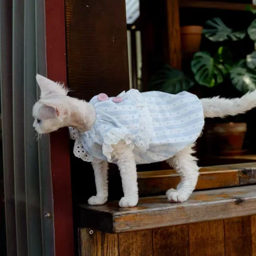 White Lace Sphynx Cat Dress – Soft Clothes for Hairless Cats