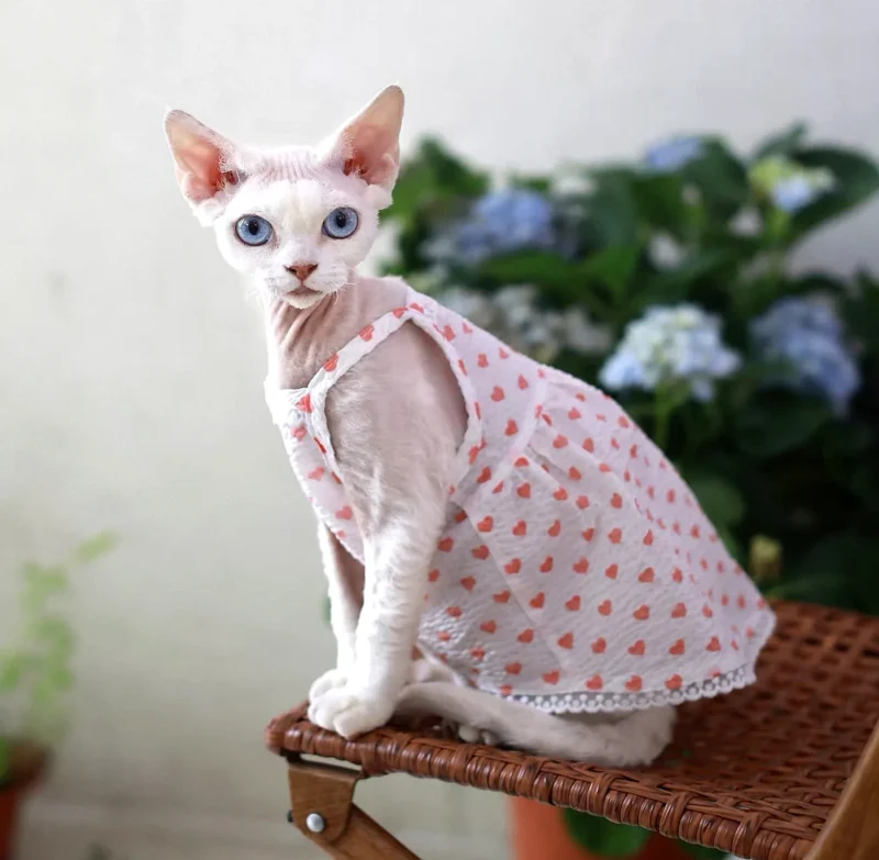Heart Print Sphynx Cat Dress – Soft Clothes for Hairless Cats