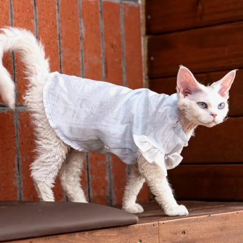 Breathable Sphynx Cat Shirt – Soft Cotton Lightweight Clothes for Hairless Cats