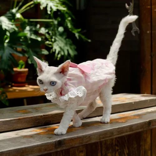 Pink Stripe Sphynx Cat Dress – Soft Clothes for Hairless Cats